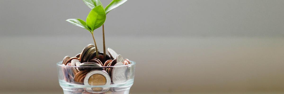 A pot of money with a tree growing from it