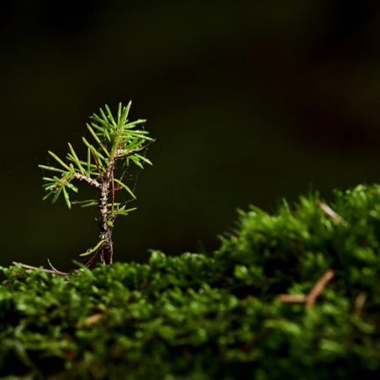 a seedling sprouting from moss